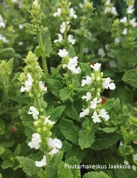 LEHTOSALVIA SENSATION WHITE - Muut perennat - 2030218800008 - 1