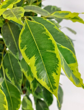 LIMOVIIKUNA ANASTASIA - Fiikukset - 6417055084888 - 2