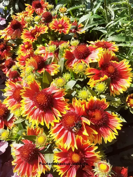 LOISTOSÄDEKUKKA ORANGE HALO - Muut perennat - 2056303700008 - 2