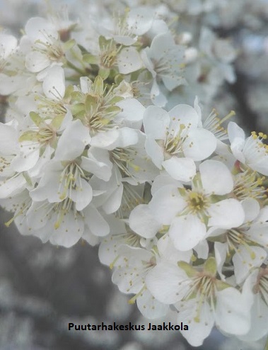 LUUMUPUU KROMAN - Luumupuut - 2012418600008 - 1