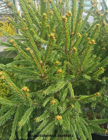LUUTAKUUSI - Kuuset - 2030757600008 - 1
