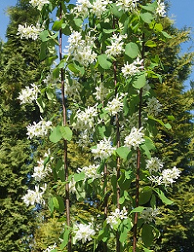 MARJATUOMIPIHLAJA OBELISK - Muut lehtipuut - 2034479700008 - 1