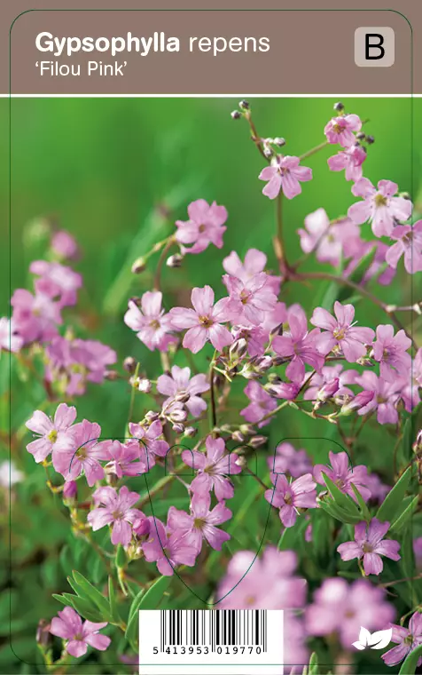 MÄTÄSHARSO FILOU PINK - Muut perennat - 2001977000008 - 1