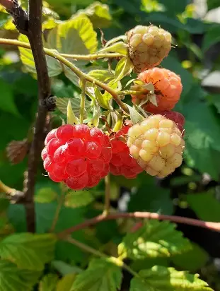 MESIVADELMA HEISA - Vadelmat - 2016943900008 - 1