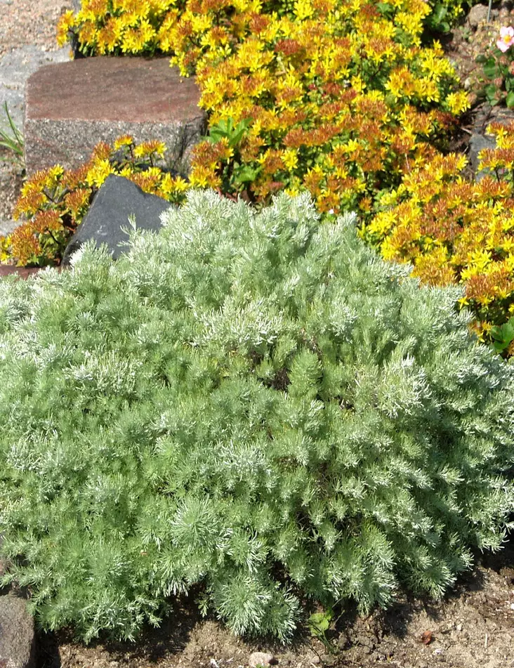 OHOTANMARUNA - Muut perennat - 2010053700008 - 1