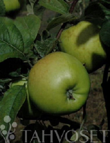 OMENAPUU ANTONOVKA - Omenapuut - 2041215100008 - 1