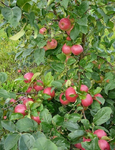 OMENAPUU SILOPOSKEN KAUNOTAR - Omenapuut - 2014113000008 - 1