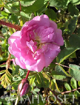 ONNENRUUSU - Pensasruusut - 2025004300008 - 1