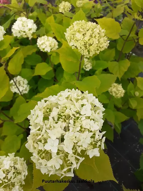 PALLOHORTENSIA FLOWERWOW - Hortensiat - 2032108400008 - 1