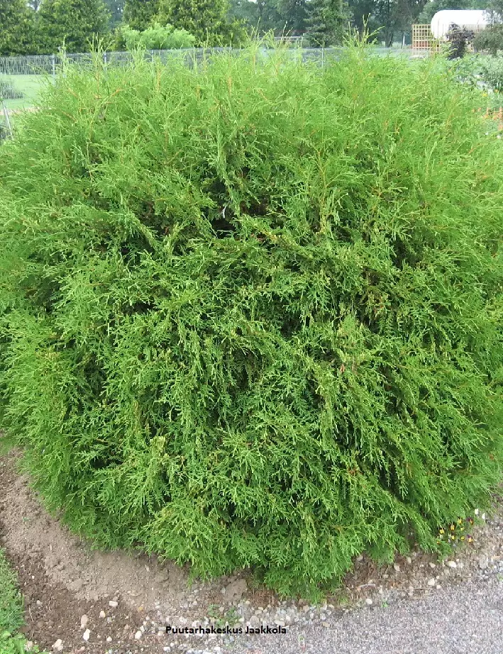 PALLOTUIJA GLOBOSA - Tuijat - 2064861500008 - 1