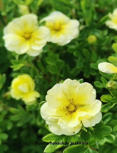 PENSASHANHIKKI CITRUS TART - Hanhikit - 2021633900008 - 1