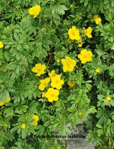 PENSASHANHIKKI ELIZABETH - Hanhikit - 2000170600008 - 1