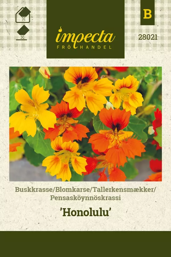 PENSASKÖYNNÖSKRASSI HONOLULU - Krassin siemenet - 7332756280218 - 1