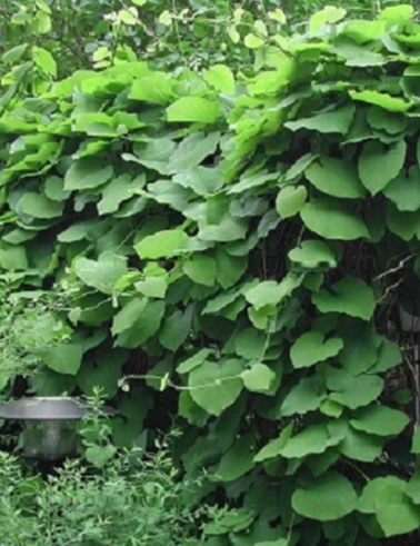 PIIPPUKÖYNNÖS - Muut köynnökset - 2020256500008 - 1