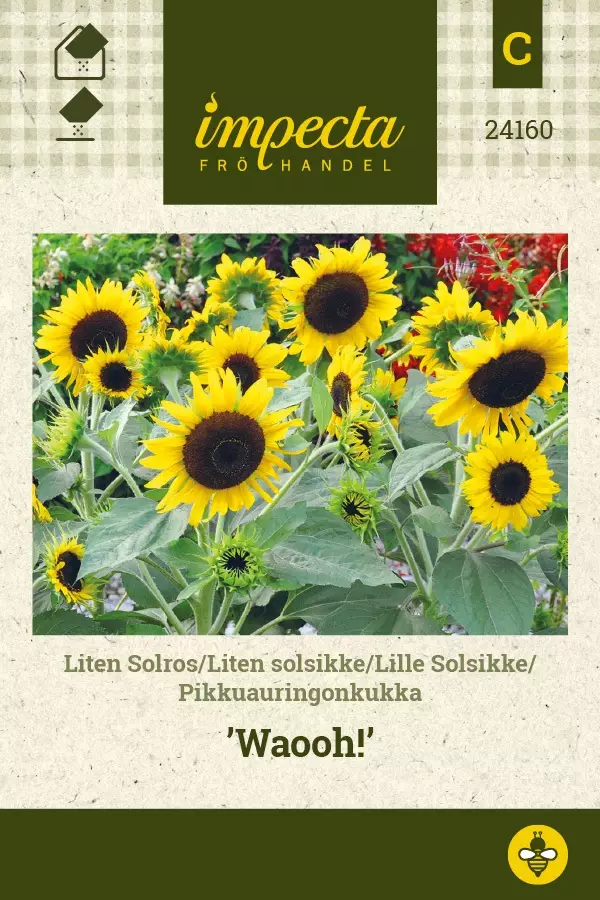 PIKKUAURINGONKUKKA WAOOH! - Auringonkukan siemenet - 7332756241608 - 1