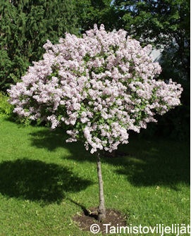 PIKKUSYREENI PALIBIN RUNGOLLINEN - Syreenit - 2000175100008 - 1