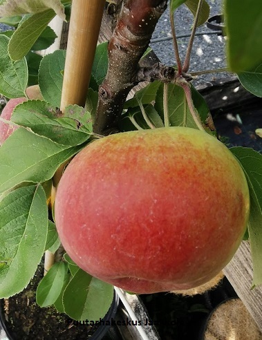 PILARIOMENAPUU TRIUMF - Omenapuut - 2009750700008 - 1