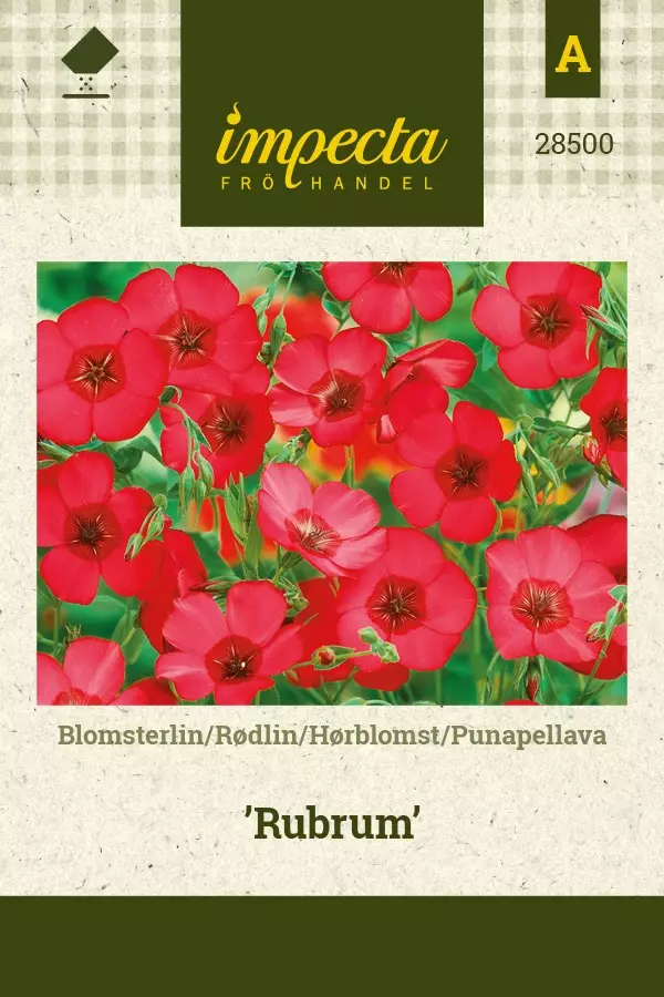 PUNAPELLAVA RUBRUM - Muut kesäkukkien siemenet - 7332756285008 - 1