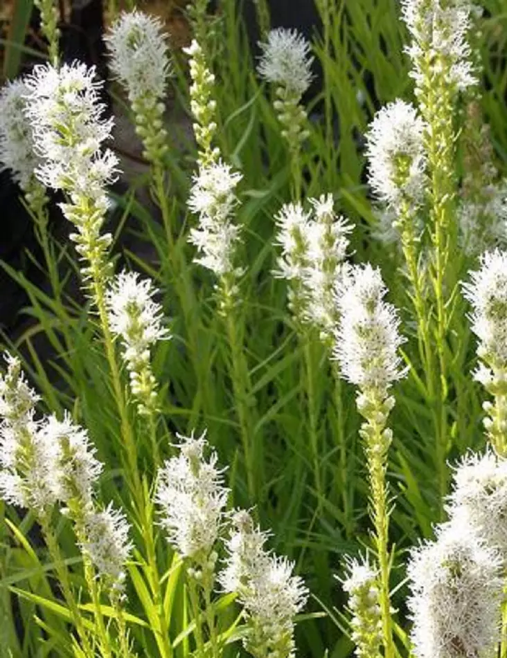 PUNATÄHKÄ FLORISTAN WEISS - Muut perennat - 2039940300008 - 1