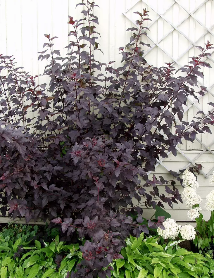 PURPPURAHEISIANGERVO DIABOLO - Heisiangervot - 2000171900008 - 1