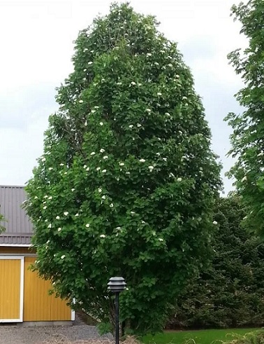 PYLVÄSPIHLAJA - Pihlajat - 2058619100008 - 1