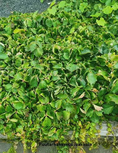 RAATIHUONEVILLIVIINI DIAMOND MOUNTAINS - Muut köynnökset - 2022918400008 - 1