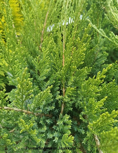 ROHTOKATAJA TAMARISCIFOLIA - Katajat - 2002002400008 - 1