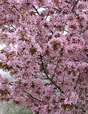 RUSOKIRSIKKA - Koristekirsikat - 2002180300008 - 1