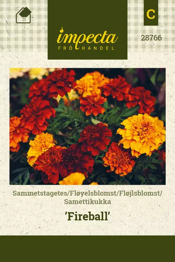 SAMETTIKUKKA FIREBALL - Muut kesäkukkien siemenet - 7332756287668 - 1