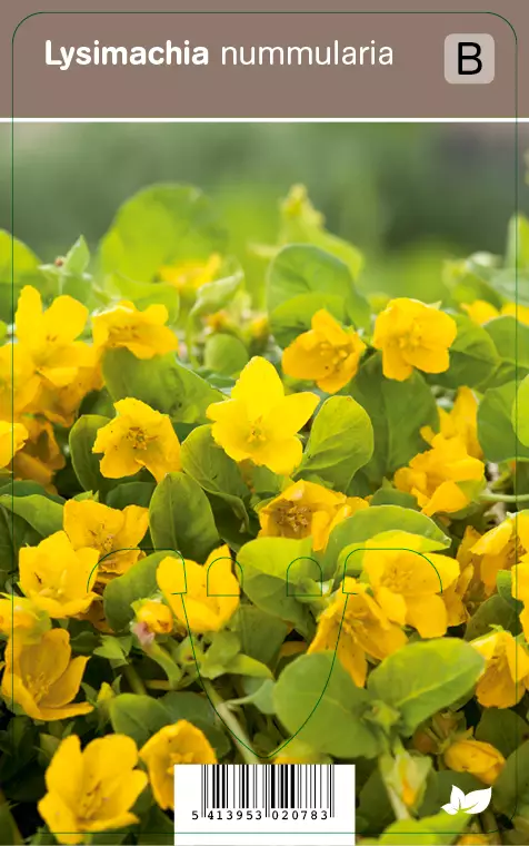 SUIKEROALPI - Muut perennat - 2010167100008 - 1