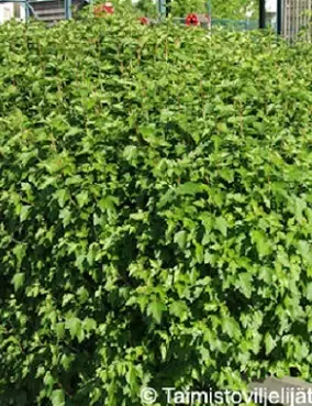 TAIKINAMARJA - Muut pensaat - 2021703500008 - 1