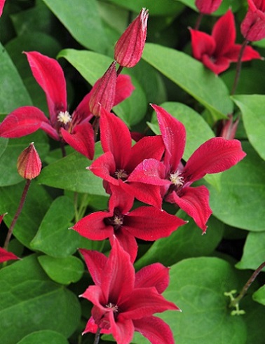 TARHALYHTYKÄRHÖ GRAVETYE BEAUTY - Kärhöt - 2034212600008 - 1