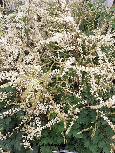 TÖYHTÖANGERVO CHANTILLY LACE C2 - Muut perennat - 2050712100008 - 1