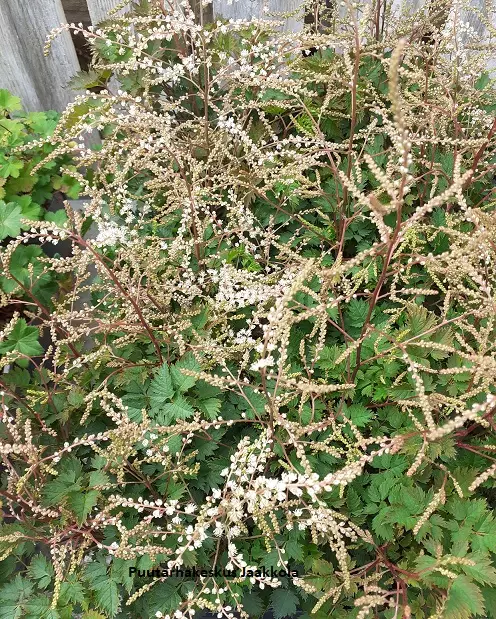 TÖYHTÖANGERVO CHANTILLY LACE C2 - Muut perennat - 2050712100008 - 1