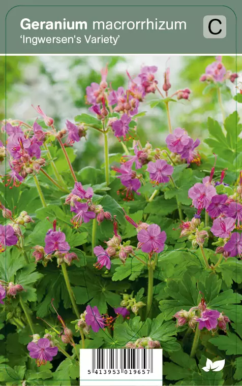 TUOKSUKURJENPOLVI INGWERSEN´S VARIETY - Kurjenpolvet - 2034642500008 - 1