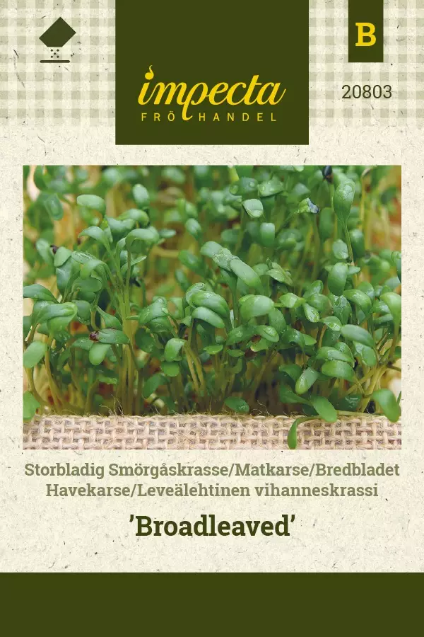 VIHANNESKRASSI BROADLEAVED - Muut vihannesten siemenet - 7332756208038 - 1