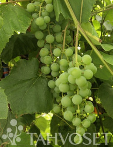 VIINIKÖYNNÖS EDELWEISS - Viiniköynnökset - 2060020600008 - 1