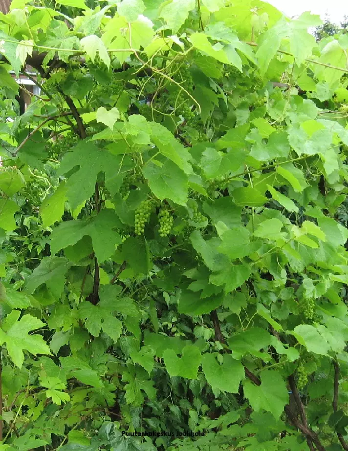 VIINIKÖYNNÖS FABEL - Viiniköynnökset - 2031779900008 - 1