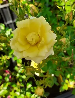 YELLOW FAIRY RUUSU - Maankateruusut - 2033645500008 - 1