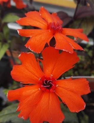 LEIMURAKKAUS - Muut perennat - 2035749100009 - 1