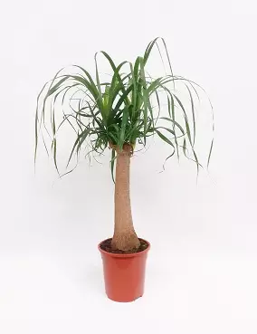 PULLOJUKKA 21 CM RUUKKU - Muut viherkasvit - 8712044110189 - 1
