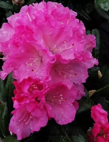 ALPPIRUUSU ROYAL ROSY RUNGOLLINEN - Alppiruusut - 2093386600009 - 1