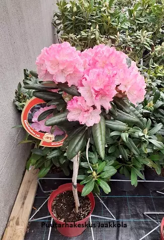 ALPPIRUUSU ROYAL ROSY RUNGOLLINEN - Alppiruusut - 2093386600009 - 1