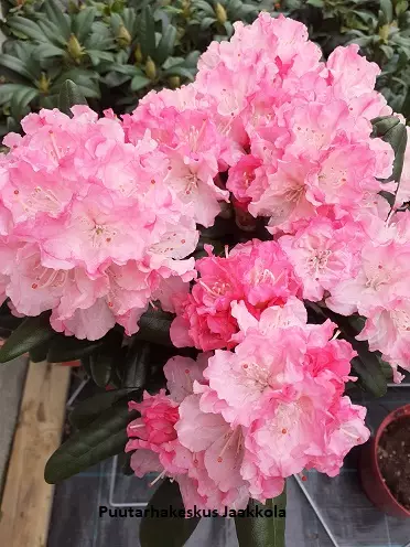 ALPPIRUUSU ROYAL ROSY RUNGOLLINEN - Alppiruusut - 2093386600009 - 2