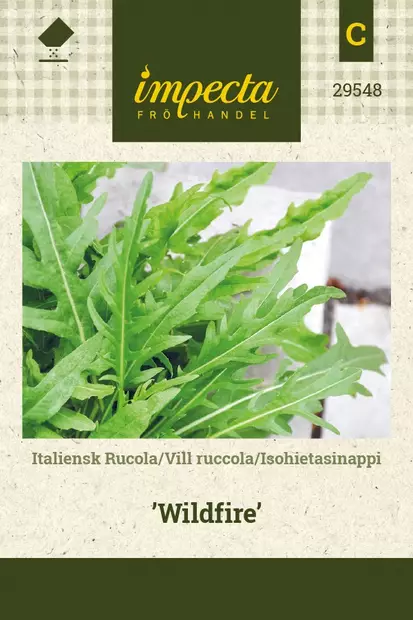 ISOHIETASINAPPI WILDFIRE - Salaatin siemenet - 7332756295489 - 1