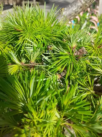 JAPANINLEHTIKUUSI BONSAI 125+ cm C55 - Muut havukasvit - 2098817600009 - 2