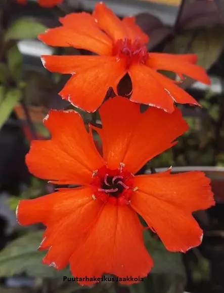 LEIMURAKKAUS VESUVIUS - Muut perennat - 2035749100009 - 1