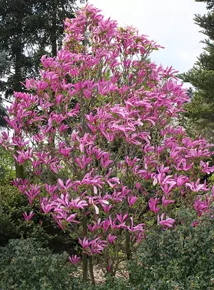 MAGNOLIA SUSAN - Magnoliat - 2001413200009 - 2