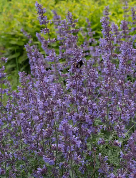 MIRRINMINTTU WALKER'S LOW - Muut perennat - 2045290700009 - 1