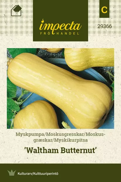 MYSKIKURPITSA WALTHAM BUTTERNUT - Kurpitsan siemenet - 7332756293669 - 1